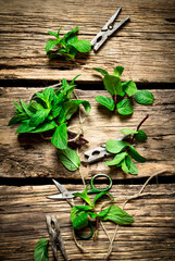 Bunches of fresh mint with scissors and clothespins.
