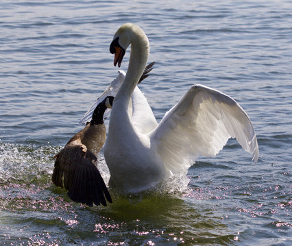 Amazing image with the Canada goose attacking the swan on the lake