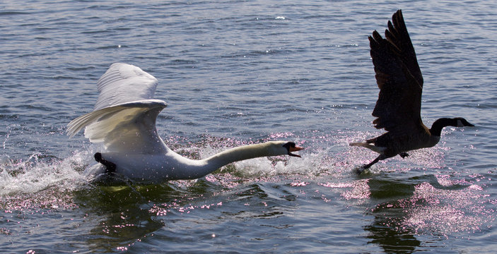 Amazing background with the angry swan attacking the Canada goose