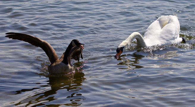 Beautiful isolated photo of the Canada goose running away from the angry swan