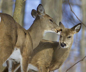 Beautiful funny background with a pair of the cute wild deers