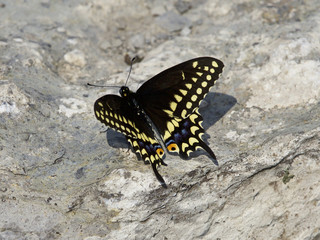 Beautiful isolated image with a butterfly on the rock