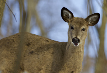 Picture with a cute young wild deer