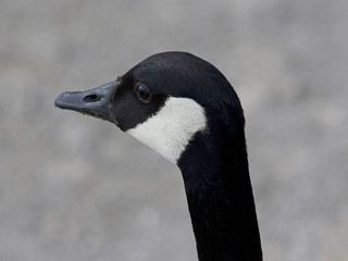 Very beautiful portrait of a Canada goose looking aside