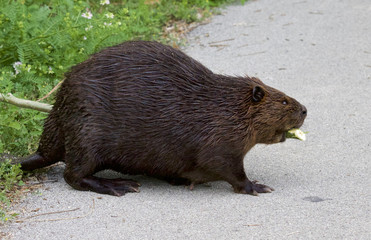 Isolated photo of a Canadian beaver © MrWildLife