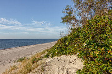 Fototapeta na wymiar Briar on the dunes. Baltic sea shore, summer, sunny day, nordic