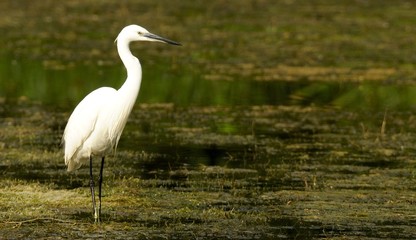 Little egret