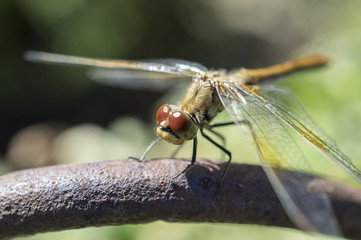 The having a rest dragonfly