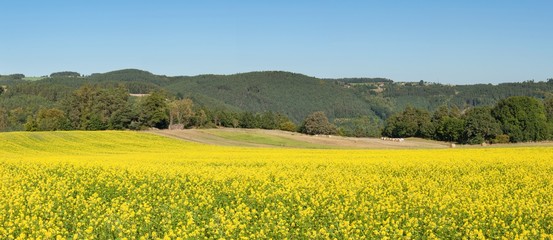 The panorama of the agricultural landscape in the Czech Republic, near the city of Tisnov. Field mustard, blurred background. Growing crops. Growing vegetables for sale.
