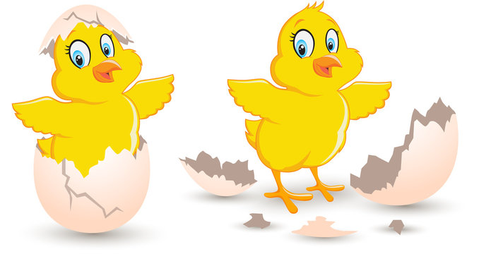 Chick Coming Out From Broken Egg. Baby cute chick hatched newborn in the broken eggshell vector illustration on white background