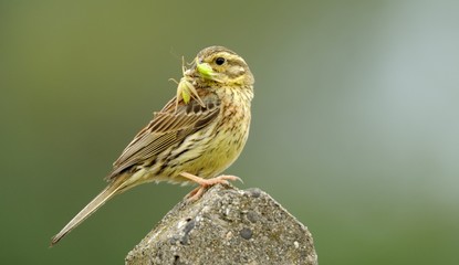 Cirl Bunting
