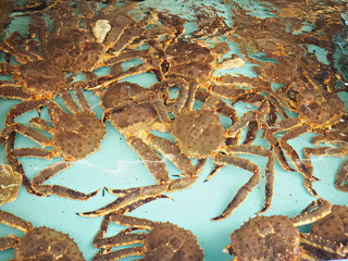Japanese King crab