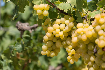 vendemmia uva bianca