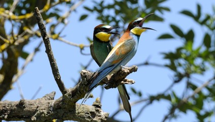 Naklejka premium European bee-eater