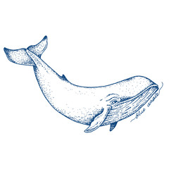 Big blue whale - vector hand drawn illustration. Huge swimming aquatic mammal ink sketch - 119549481