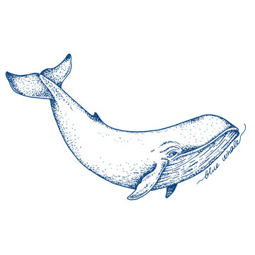 Big blue whale - vector hand drawn illustration. Huge swimming aquatic mammal ink sketch