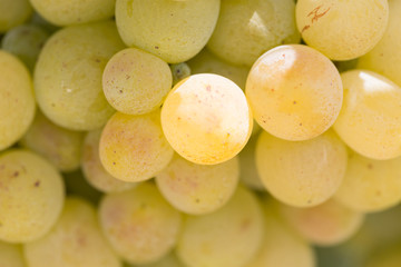 vendemmia uva bianca