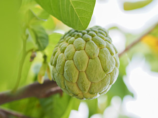 Fototapeta premium the custard apple, sugar apple