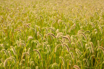 Beautiful wheat field