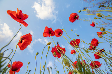 red poppies turning to the sky