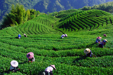 Taiwan Landscape - 119550287