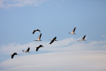 Ordered cranes flying in formation