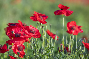 red poppies on the meadow