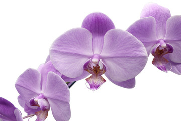 Naklejka na ściany i meble Beautiful flower Orchid, blue phalaenopsis close-up
