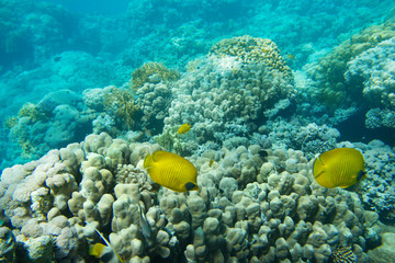Naklejka na ściany i meble coral colony on a reef