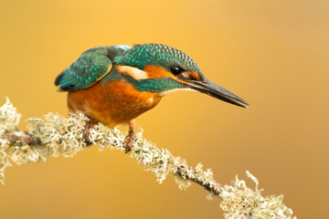 The Common Kingfisher in Spain