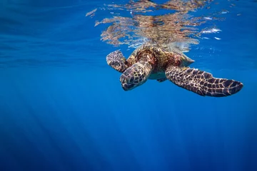 Foto auf Acrylglas Schildkröte Oberflächenschildkröte