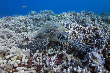 Turtle on the Coral