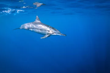 Fotobehang Sun Speckled Dolphin © lancesagar