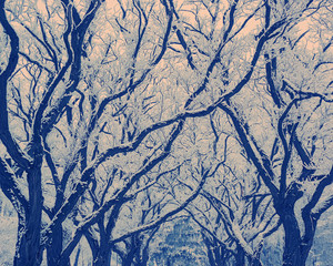 branch plants in the snow