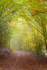 Sentier en forêt d'automne