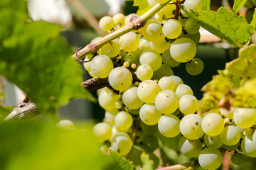 Ecological grapes with shallow depth of field