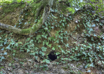 Fox Hole Camouflaged with Ivy Creeper