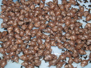 snails kids