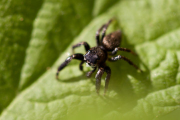 Spider sitting on a green leaf.