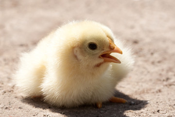 Chick