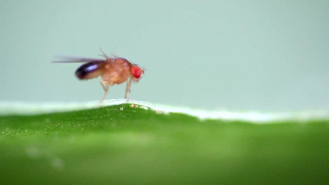 Insect fruit fly on a green leaf