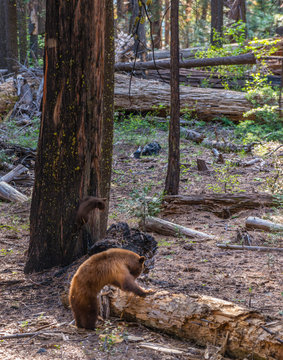 Adult Black Bear And A Cub Yosemite National Park California