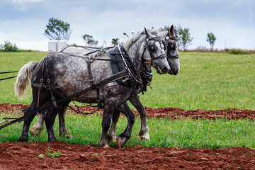 Draft Horses in full harness.