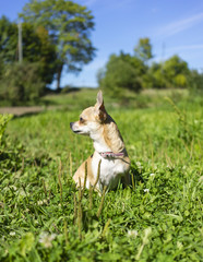 Naklejka na ściany i meble Chihuahua stands in the grass