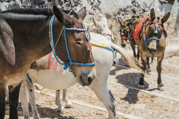Naklejka na ściany i meble donkeys in Greece, Santorini, standing on the street
