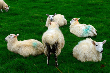 Obraz premium Sheeps, Kerry, Ireland