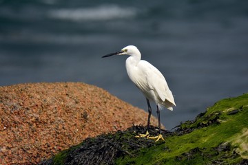 Une aigrette garzette blanche pêche en bord de mer dans les rochers et les algues en Bretagne