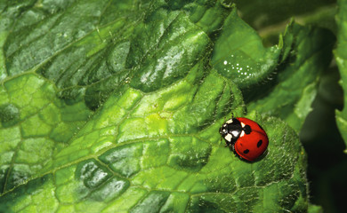 ladybug