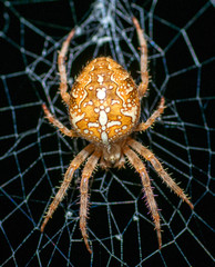 Spinne im Netz