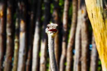 head of ostrich